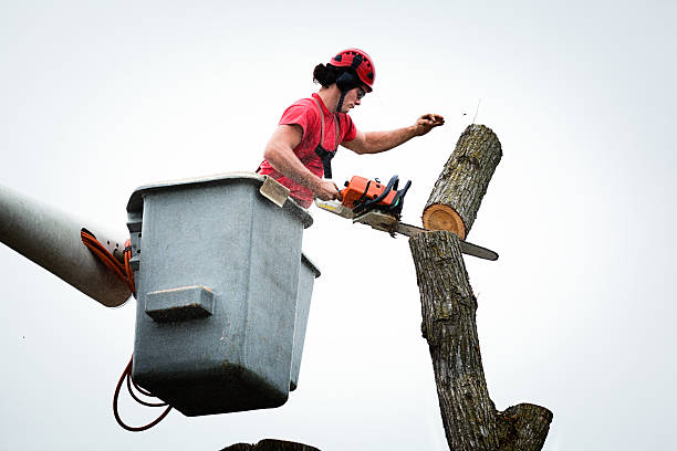 How Our Tree Care Process Works  in  Los Altos Hills, CA